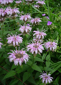 Monarda bradburniana